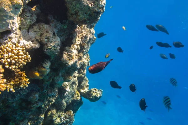 Arrecife Coral Del Mar Rojo Con Peces Tropicales Egipto — Foto de Stock