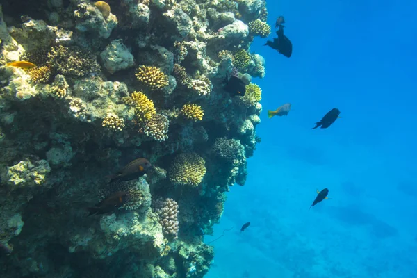 Tropikal Balıklar Mısır Ile Kırmızı Deniz Mercan — Stok fotoğraf