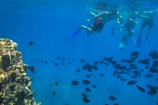 Красное Море Подводные Пейзажи Тропическими Рыбами Египет — стоковое фото