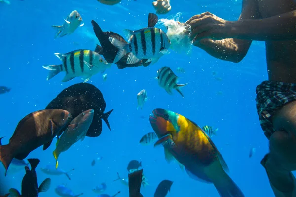 Rode Zee Onderwater Landschap Met Tropische Vissen Egypte — Stockfoto