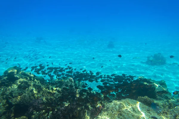 Rode Zee Onderwater Landschap Met Tropische Vissen Egypte — Stockfoto