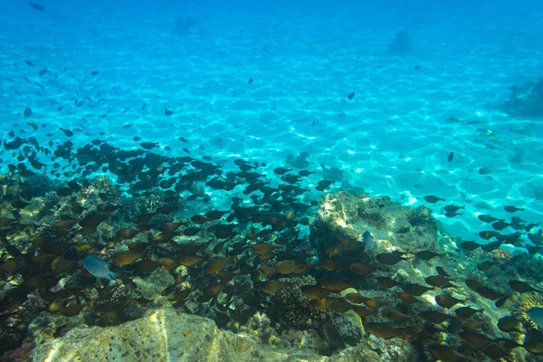 Ερυθρά Θάλασσα Υποβρύχιο Τοπίο Τροπικά Ψάρια Αίγυπτος — Φωτογραφία Αρχείου