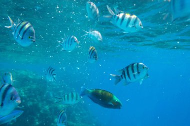 Red Sea sualtı sahne ile tropikal balıkçı, Mısır