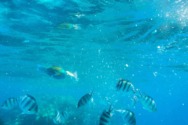 Podwodne Krajobrazy Morze Czerwone Tropikalne Ryby Egipt — Zdjęcie stockowe