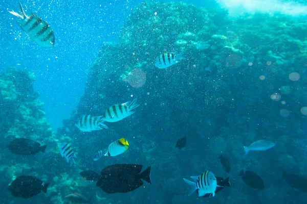 Mer Rouge Paysage Sous Marin Avec Des Poissons Tropicaux Egypte — Photo