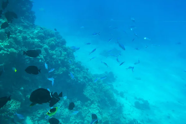 Mar Rojo Paisaje Submarino Con Peces Tropicales Egipto — Foto de Stock