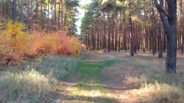 Herfst Landschap Het Lake Polen — Stockvideo