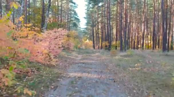 Vackra Höstlig Skog Polen — Stockvideo