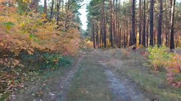Hermoso Bosque Otoñal Polonia — Vídeo de stock