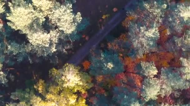 Красиві Осінній Ліс Польщі — стокове відео