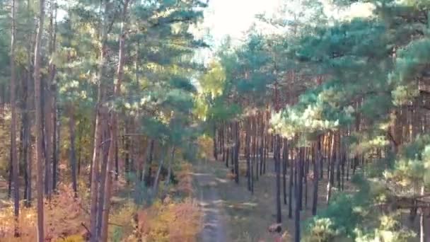 Hermoso Bosque Otoñal Polonia — Vídeo de stock