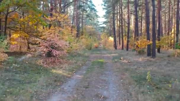 Schöner Herbstlicher Wald Polen — Stockvideo