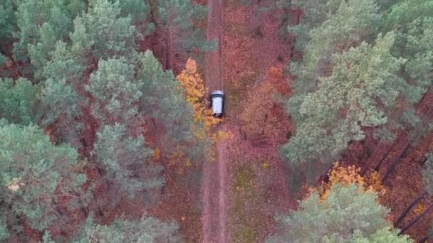 Αεροφωτογραφία Του Suv Αυτοκίνητο Οδηγείτε Στο Δάσος — Αρχείο Βίντεο