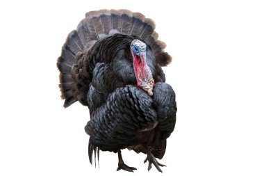 Beyaz bitti izole wild turkey kuş