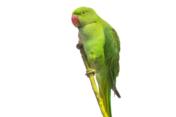Yeşil Papağan Beyaz Bitti Izole — Stok fotoğraf