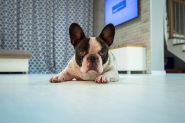 Fransız buldozer oturma odasında yatarken