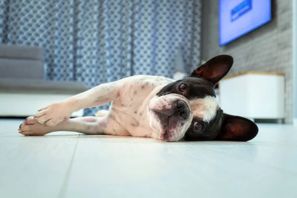 Fransk Bulldog Liggande Vardagsrummet — Stockfoto