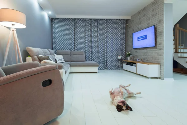 新装修的客厅 地板上有法国斗牛犬 — 图库照片