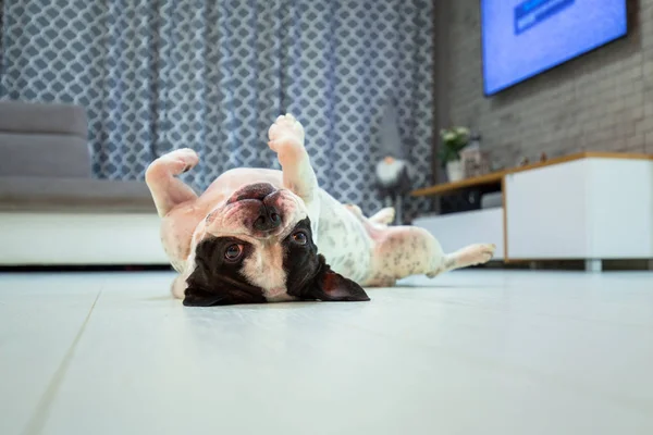 Bulldog Francês Deitado Sala Estar — Fotografia de Stock