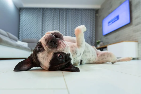 Bulldog Francês Deitado Sala Estar — Fotografia de Stock