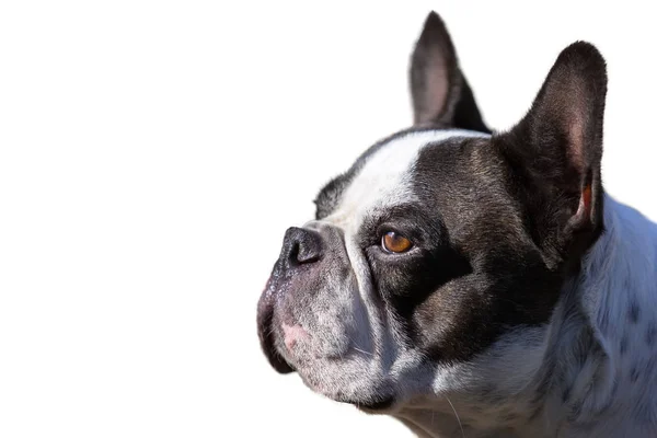 Retrato Bulldog Francês Isolado Branco — Fotografia de Stock