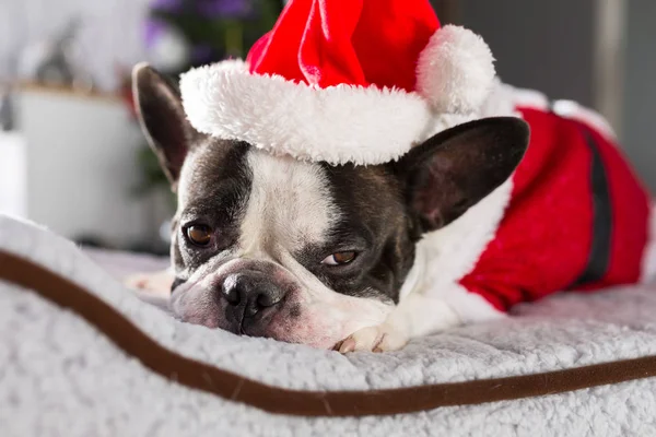 Bulldog Francés Traje Santa Acostado Bajo Árbol Navidad —  Fotos de Stock