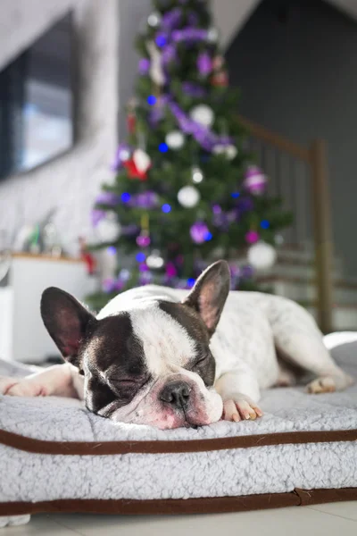 French Bulldog Lying Christmas Tree — Stock Photo, Image