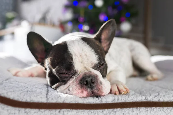 Bulldog Francese Che Dorme Sotto Albero Natale — Foto Stock