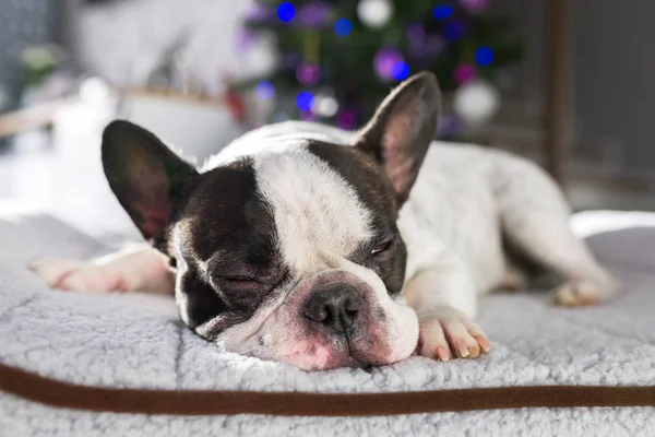 Bulldog Francés Durmiendo Bajo Árbol Navidad — Foto de Stock