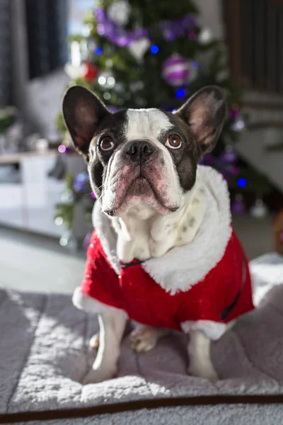 Bulldog Francese Costume Babbo Natale Seduto Sotto Albero Natale — Foto Stock