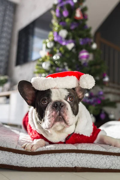 Bulldog Francés Traje Santa Acostado Bajo Árbol Navidad —  Fotos de Stock