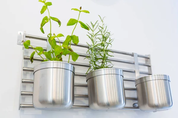 Mint Theme Plants Kitchen — Stock Photo, Image