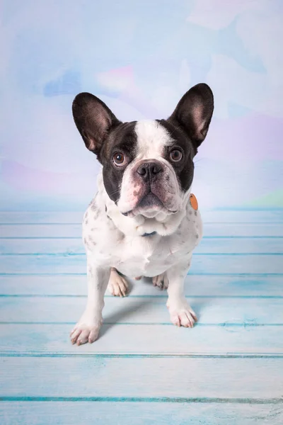 Bulldog Francés Posando Sobre Fondo Pastel — Foto de Stock