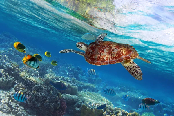 Zielony Żółw Pod Wodą Tropical Island — Zdjęcie stockowe