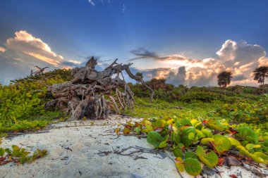 Bir Playa del Carmen yakınındaki Karayip Denizi sahilinde günbatımı, Meksika toplayan