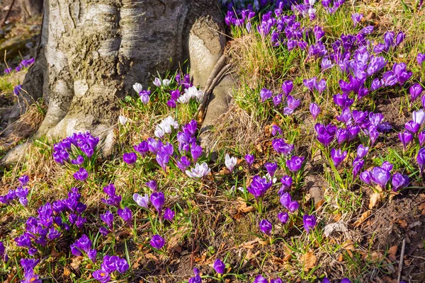 Цветущее Поле Крокусов Весной — стоковое фото