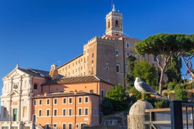 Roma, İtalya 'daki Roma Forumunda oturan martı
