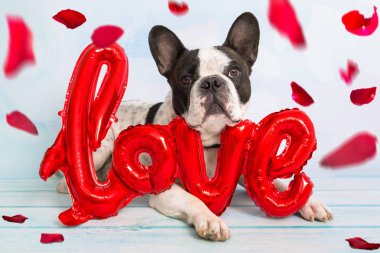 Fransız buldozer aşk şekil balon ve düşme ile gül yaprakları