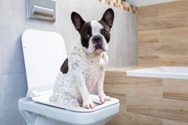 Fransız buldozer banyo tuvalet koltukta oturan