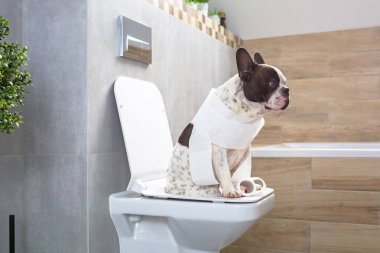 Fransız buldozer banyo tuvalet koltukta oturan