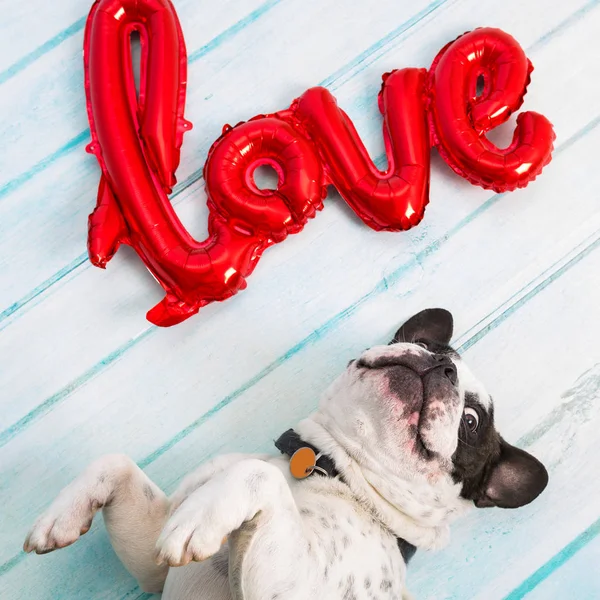French Bulldog Love Shape Balloon — Stock Photo, Image