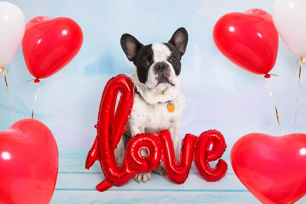 Französische Bulldogge Mit Luftballons Liebesform — Stockfoto