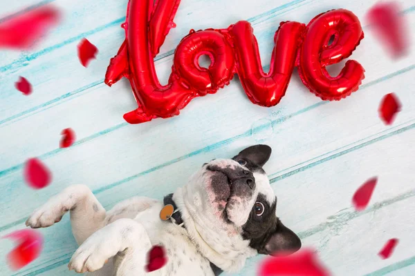 French Bulldog Love Shape Balloon Falling Rose Petals — Stock Photo, Image