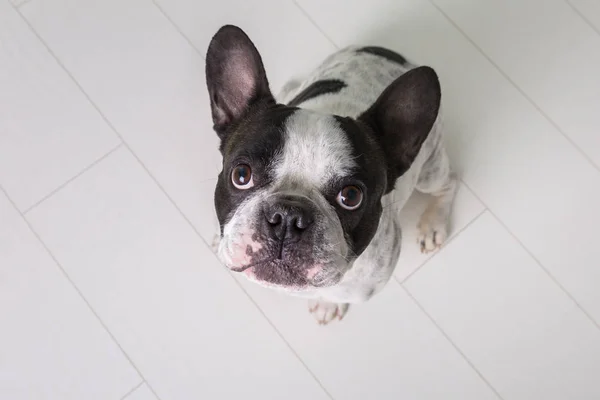 Französische Bulldogge Sitzt Auf Dem Boden — Stockfoto