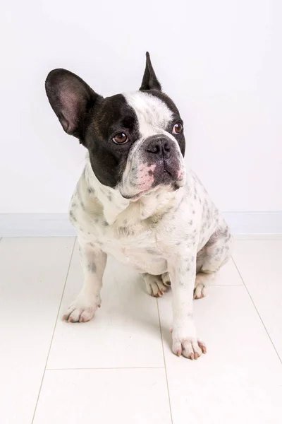 Bulldog Francés Posando Suelo — Foto de Stock