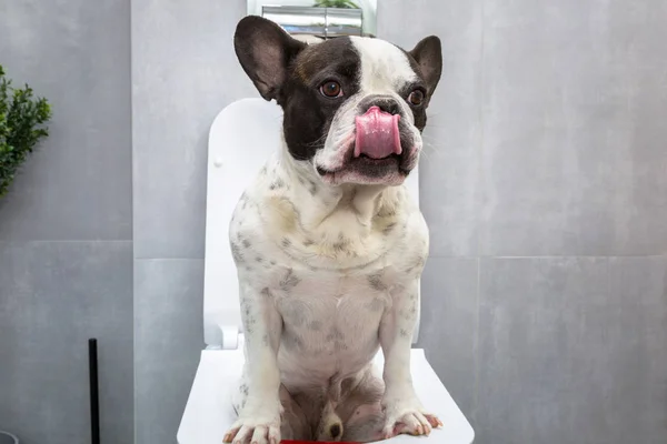 Francouzský Buldoček Sedící Sedadle Koupelně — Stock fotografie