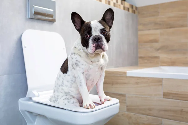 Französische Bulldogge Auf Toilettensitz Badezimmer — Stockfoto