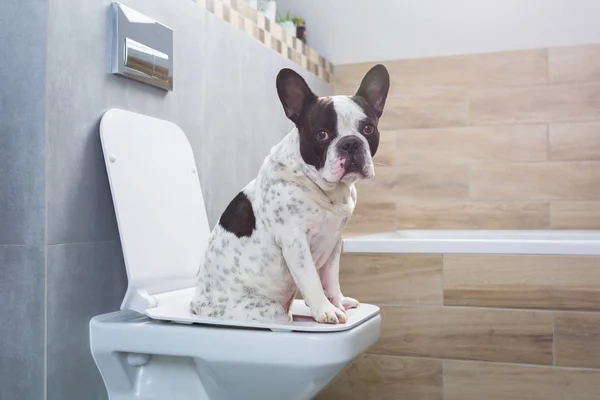 Anjing Bulldog Perancis Duduk Toilet Kamar Mandi — Stok Foto