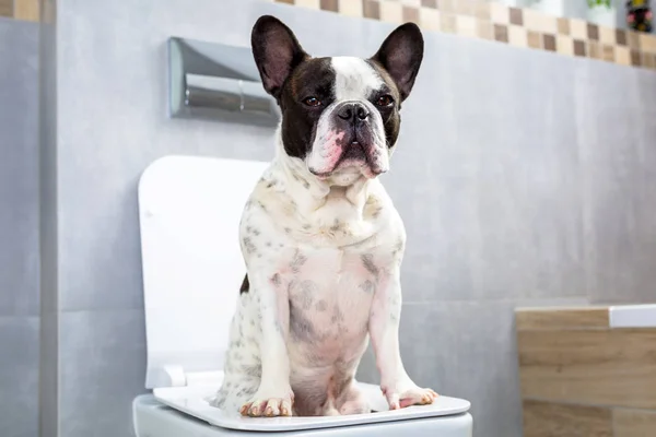 Anjing Bulldog Perancis Duduk Toilet Kamar Mandi — Stok Foto