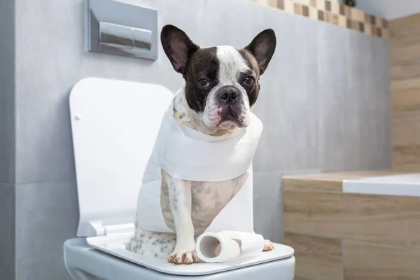 フレンチ ブルドッグのトイレの便座の上に座って — ストック写真